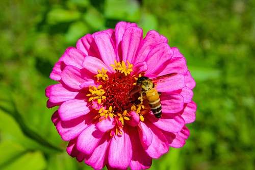 bee pink petaled flowers and a bee honey bee
