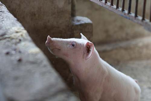 mammal pink pig in cage pig