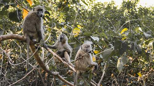 mammal primate perching on tree monkey