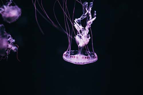 jellyfish purple jelly fish with black background sea life