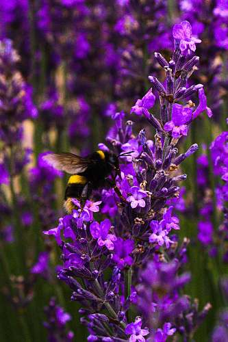 apidae purple-petaled flower bee
