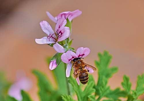 insect purple-petaled flower with bee invertebrate