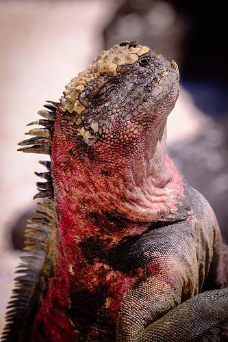 iguana red and black lizard lizard