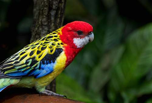 bird red and yellow bird parrot