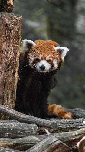 wildlife red panda bear
