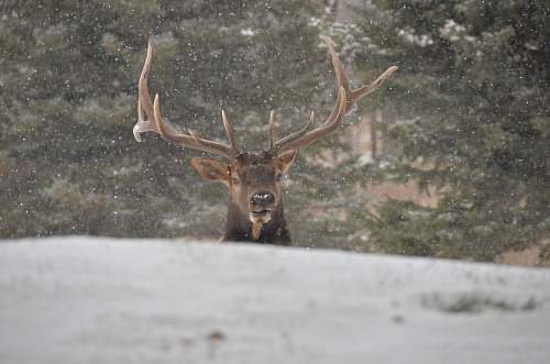 mammal reindeer during daytime deer