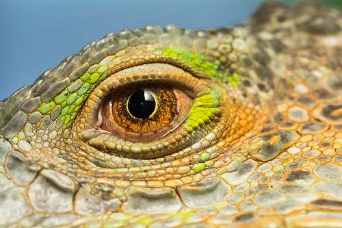 lizard reptile eye iguana