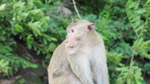 mammal Rhesus macaque primate at the forest monkey