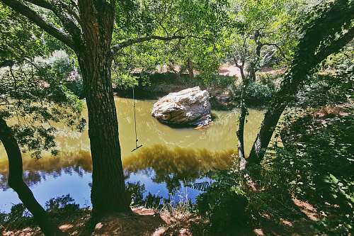 reptile river beside trees during daytime sea life