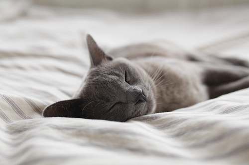 cat Russian Blue cat sleeping on whit textile pet