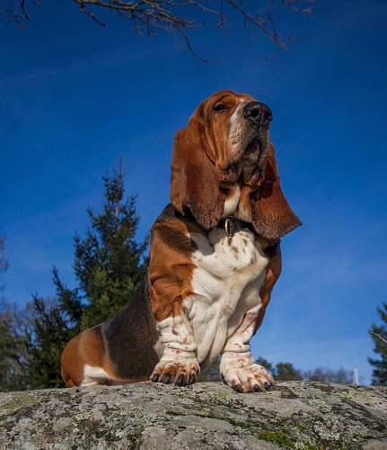 mammal Saint Bernard dog wildlife