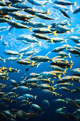 fish school of fish herring