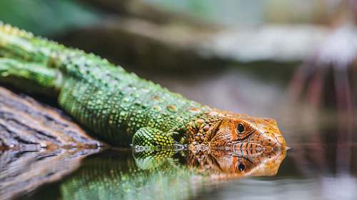 lizard selective-focus of green and orange lizard reptile