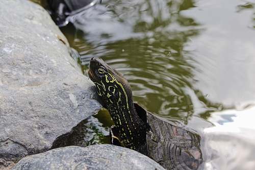 turtle selective focus photo of black and brown turtle box turtle