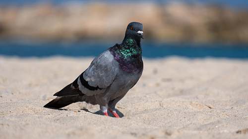 bird selective focus photo of gray and black pigeon standing on sand pigeon