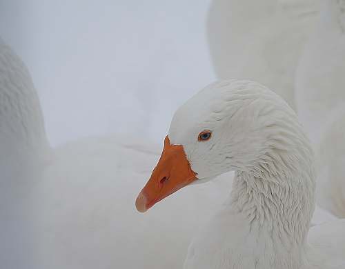 beak selective focus photo of white duck goose