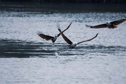 bird selective focus photography of bird during daytime flying