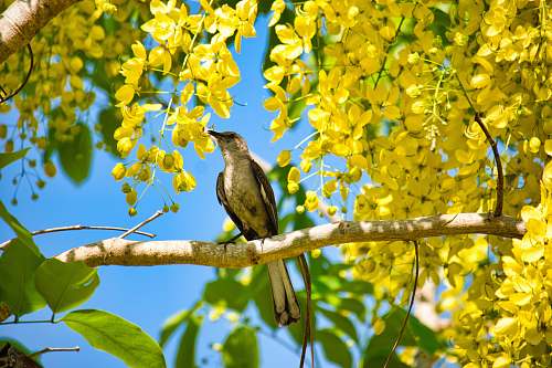 bird selective focus photography of brown and black perching bird orlando