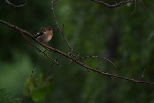 bird selective focus photography of brown and white bird on twig sparrow