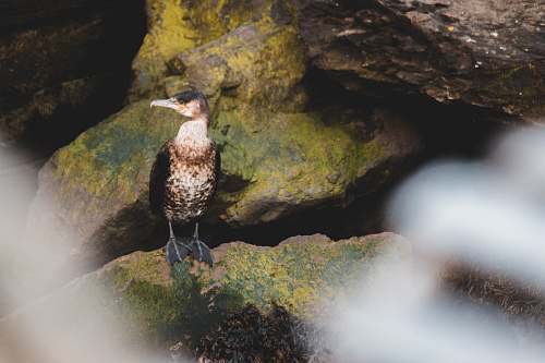 bird selective focus photography of brown animal on green rock waterfowl