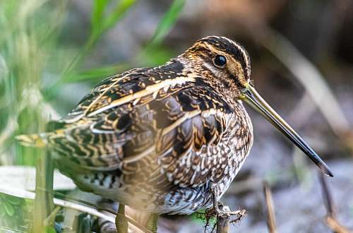 beak selective focus photography of brown bird beside green grass bird