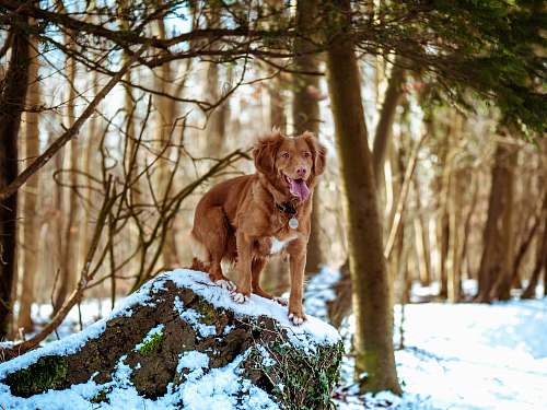 canine selective focus photography of brown dog standing on rock pet