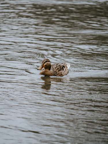 bird selective focus photography of brown duck on water during daytime duck
