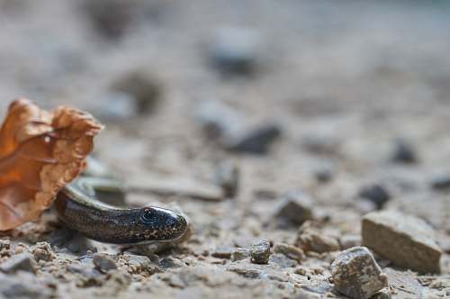 reptile selective focus photography of brown insect during daytime snake