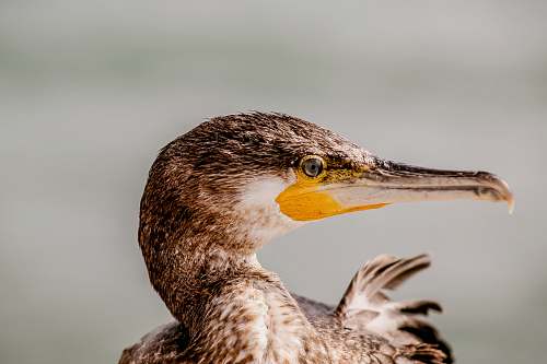 bird selective focus photography of brown long-beak bird waterfowl