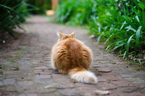 cat selective focus photography of brown tabby cat on pathway pet