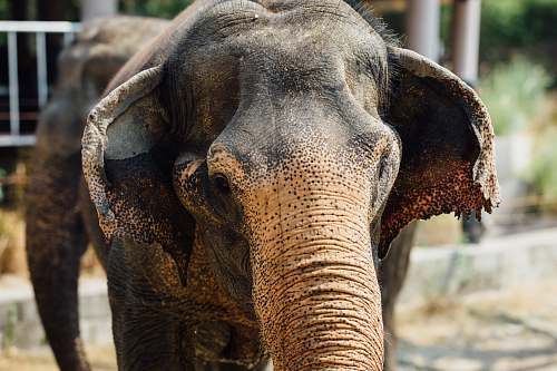 mammal selective focus photography of elephant elephant