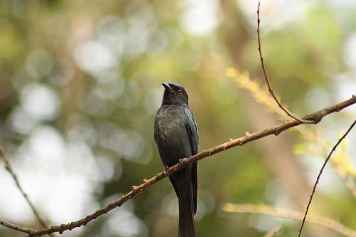 bird selective focus photography of gray bird perching on tree branch beak