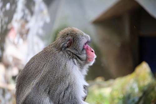 monkey selective focus photography of gray primate wildlife