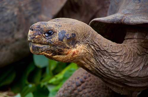 tortoise selective focus photography of gray turtle turtle