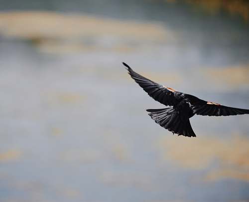 bird selective focus photography of hovering black bird flying