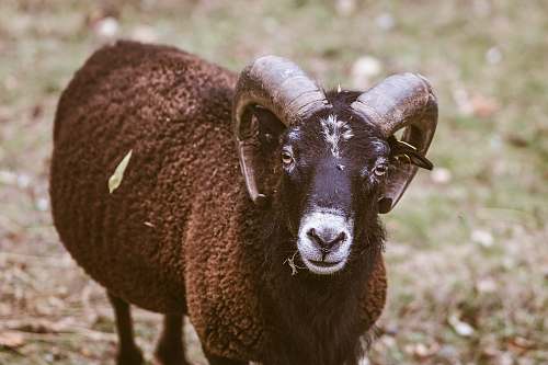 mammal selective focus photography of ram sheep