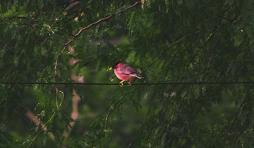 finch selective focus photography of red and gray bird on wire beside green trees cardinal