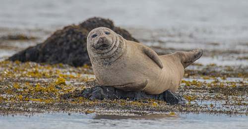 seal selective focus photography of seal lying on ground sea life