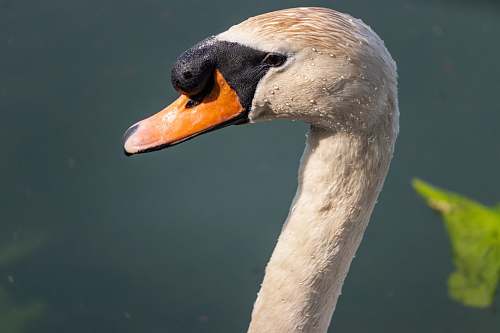 bird selective focus photography of white goose swan