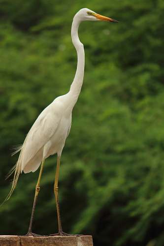 bird selective focus photography of white long-necked bird during daytime waterfowl