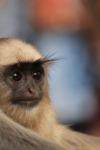 wildlife selective focus photography of white primate monkey
