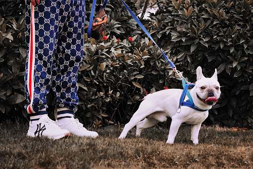 dog selective focus photography of white pug with body harness strap