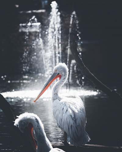 bird selective focus photography pelican bird beak
