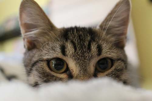cat selective focuss photography of gray tabby kitten pet