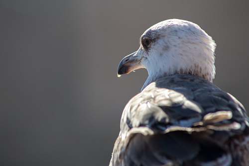 bird selective photography of bird beak