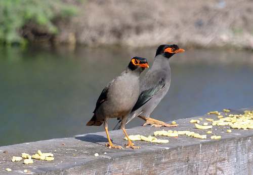 bird shallow focus photo of black and gray birds beak