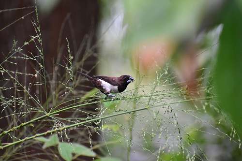 bird shallow focus photo of black and white bird sri lanka