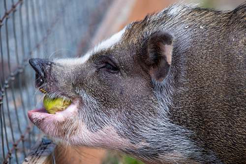 mammal shallow focus photo of black and white pig hog