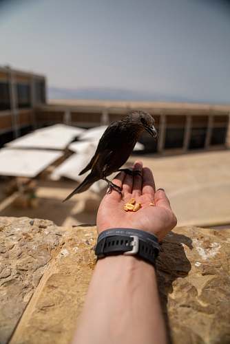 bird shallow focus photo of black bird sitting on person's hand human