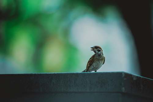 bird shallow focus photo of brown bird sparrow